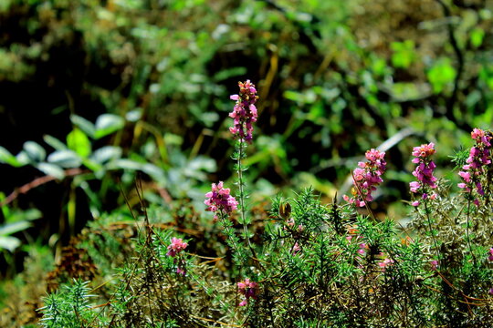 Purple gorse flower