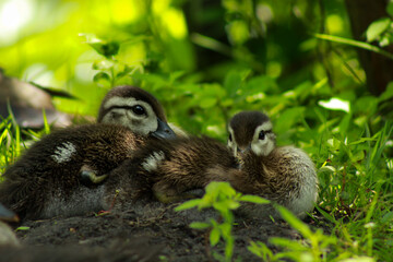 Two Baby Wood Ducklings Sleeping in Grass