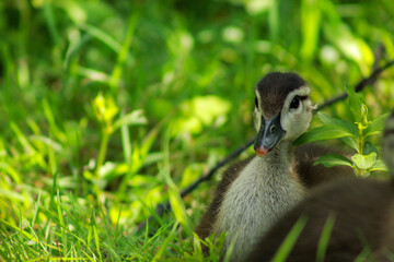 Cute Wood Duckling Sitting in Grass, Close-Up 