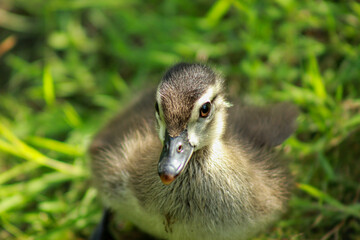 Wood Duckling Leaning its Environment