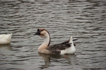 Duck in water 