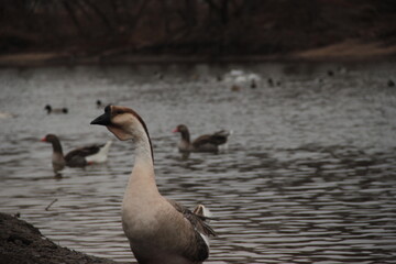 Duck standing with other ducks in background water