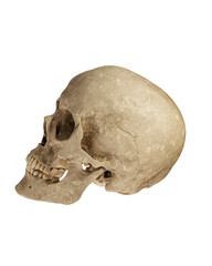 Human Skull Isolated on White Background