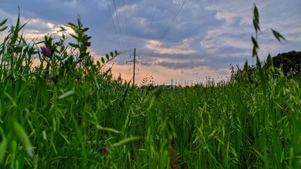 Fototapeta premium grass and sky