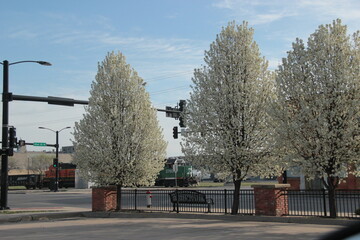 Spring blooming trees with train in background