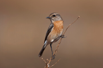 African Stonechat in the wild