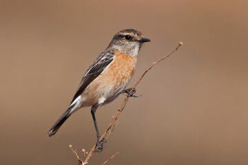 African Stonechat in the wild