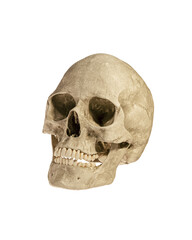 Human Skull Isolated on White Background