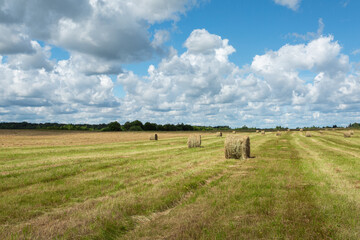 Picturesque meadow of Pskov region, Russia in the late summer on a sunny day. Horizontal image.
