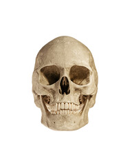 Human Skull Isolated on White Background