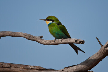 Swallow-tailed Bee-eater in the wild