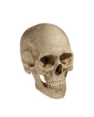 Human Skull Isolated on White Background