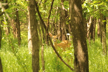 Deer in forest