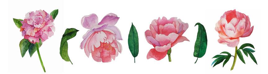 Watercolor peony flower set. Painting illustration.
