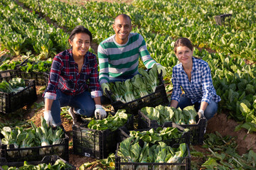 Friendly multinational team of seasonal farm workers posing on field near box with harvested swiss chard