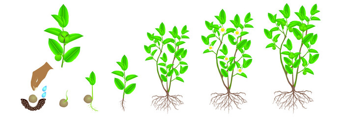 Cycle of growth of green tea (camellia sinensis) plant on a white background.
