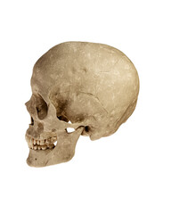 Human Skull Isolated on White Background
