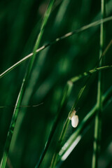Small white snail on long grass leaf