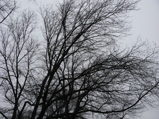 Fototapeta na wymiar Black tree branches, central of Stockholm, Sweden. 