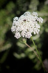 Close up blooming wild carrot plant (Daucus carota / Queen Anne's lace) with sunrise in background.Italian field, wildlife .Wild flowers in summer.Italy