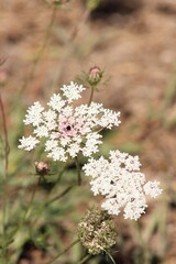 White flowers of Daucus carota blooming in morning sunrise This flowers have the common names include wild carrot, bird's nest, bishop's lace, and Queen Anne's lace, is a .Wild flowers in summer.Italy