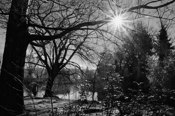 misty morning in the forest