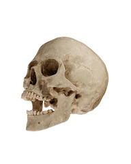 Obraz premium Human Skull Isolated on White Background