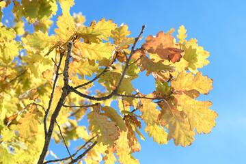 tree leaves in autumn