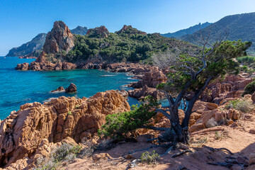 Sardinian juniper on the edge of the red rock above a blue bay in the beach of Su Sirboni