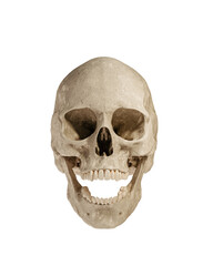 Human Skull Isolated on White Background