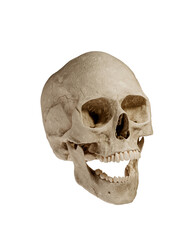 Obraz premium Human Skull Isolated on White Background