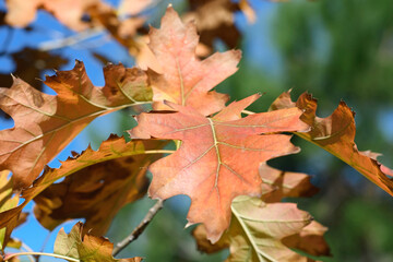 tree leaves in autumn