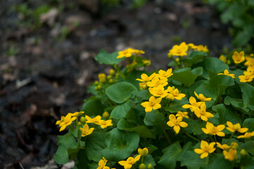 Marsh Marigold