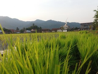 rice fields in indonesia