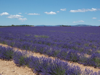 Obraz premium lavande