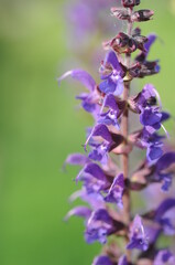 May Night Salvia