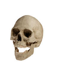 Human Skull Isolated on White Background