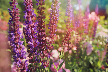 Obraz premium Purple flowers of decorative sage field in sunlight. Beautiful Bumbleberry Salvia in flower garden. Artistic image with selective focus.