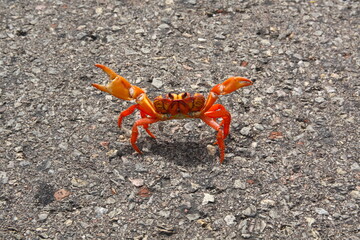 Close up red yellow and orange crab on a road in Bay of pig Cuba.