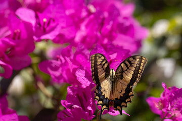 Butterfly on Pink Bougainvillea plant.