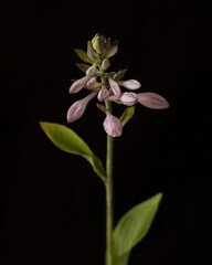 Fototapeta na wymiar Blooming Hosta on a black background