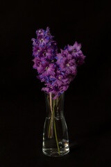 Delphinium on a black background