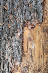 A closeup shot of a trunk with bark of the tree - Stockphoto