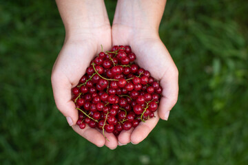 Woman holding red currant berries in her hands. Harvest in the garden. (Ribes rubrum)