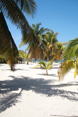 Paradise beach with white sand beach and green palm tree with coconuts in Cuba.