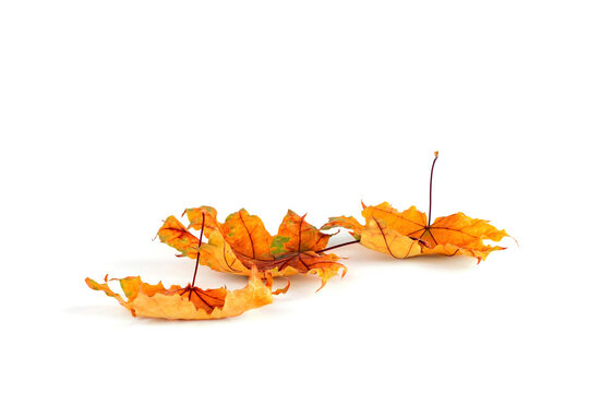 Autumn leaves isolated on white background. Copy space