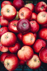 Fototapeta na wymiar Red apples. macro. apple background