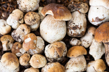 Freshly picked Penny Bun  Cep mushrooms laid out on the wooden background.  Boletus edulis.