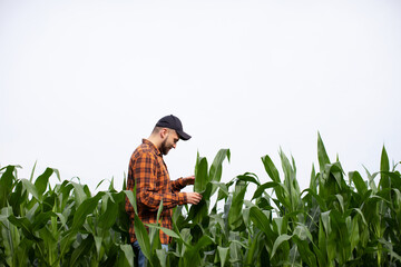 A young farmer inspects the stems and leaves of green corn for pests. Agricultural industry
