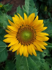 Obraz premium sunflower in a field